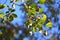 Ulmus parvifolia (Lace bark elm) samara. Ulmaceae deciduous tree.