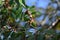 Ulmus parvifolia (Lace bark elm) samara. Ulmaceae deciduous tree.