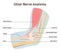 Ulnar nerve anatomy. Human elbow anatomy with bones, muscles