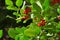 The ultimate Christmas symbol, the Holly or Ilex aquifolium