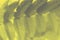 Ultimate gray leaves on a bright illuminating yellow background. Blurred botanical backdrop in colors of the year 2021