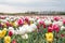 Ultimate guide to tulips season in Holland.Tulip fields colourfully burst into full bloom. Tulips rows landscape. Fresh