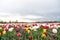 Ultimate guide to tulips season in Holland. Tulips rows landscape. Fresh flowers. Stunning spring colors. Best Places to