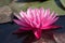 Ultimate pink waterlily