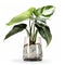 The Ultimate Statement Piece: Philodendron Billiteae Variegated