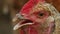 Ultra Close-up Shot of Organic Chicken in a Farm