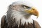 Ultra-detail Bald eagle perched. Watercolor predator animals wildlife