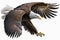 Ultra-detail Bald eagle perched. Watercolor predator animals wildlife