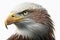 Ultra-detail Bald eagle perched. Watercolor predator animals wildlife