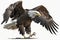 Ultra-detail Bald eagle perched. Watercolor predator animals wildlife