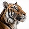 Ultra-detailed Closeup Of Tiger\\\'s Face In 8k Resolution