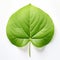 Ultra Detailed Hydrangea Leaf Art With Powerful Symbolism