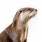 Ultra-detailed Otter Portrait In 8k Resolution