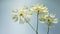 Ultra Detailed White Flowers In Light Sky-blue And Light Yellow