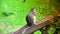 ULTRA HD 4k, real time,Eastern gray squirrel eating seeds in the park