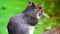 ULTRA HD 4k, real time,Eastern gray squirrel eating seeds in the park