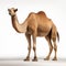 Ultra Hd Camel On Clear White Floor - Mark Arian Style