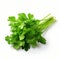 Ultra Hd Image Of Fresh Green Coriander On White Background