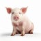 Ultra Hd Pig On White Background With Precisionism Influence