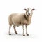 Ultra Hd Sheep Standing On White Background