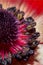 Ultra macro of an anemones blossom