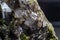 Ultra macro focused picture of small clear quartz cluster points with dark green epidote