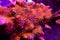 Ultra macro polyps scene from Montipora short polyp stony coral