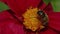 Ultra Macro Shot of a Bee Pollinating a Red Flower