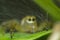 Ultra macro shot of a yellow jumping spider in the background with its cobweb in focus. Sitting on a green leaf