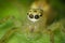 Ultra macro shot of a yellow jumping spider. Sitting on a green leaf