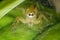 Ultra macro shot of a yellow jumping spider. Sitting on a green leaf