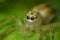 Ultra macro shot of a yellow jumping spider with webs in the background