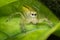 Ultra macro shot of a yellow jumping spider with webs in the background. Sitting on a green leaf