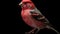 Ultra-realistic 4k Rendering Of Colorful Red Finch On Black Background