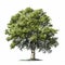 Ultra Realistic Ash Tree On White Background Hd Wallpaper