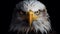 Ultra-realistic Bald Eagle Closeup In 4k Digital Art Style