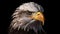 Ultra-realistic Bald Eagle Head 4k Rendering