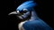 Ultra-realistic Blue Jay Portrait: Hyper-detailed 4k Rendering
