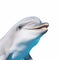 Ultra Realistic Dolphin Model On White Background - Close-up Caricature Drawing