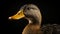 Ultra-realistic Duck Portrait On Black Background