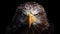 Ultra-realistic Eagle 4k Rendering On Black Background