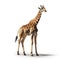 Ultra-realistic Giraffe Photo In High Resolution