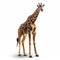 Ultra-realistic Giraffe Photo In High Resolution