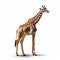 Ultra-realistic Giraffe Photo In High Resolution