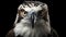 Ultra-realistic Osprey Headshot On Black Background - 4k Rendering