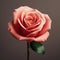 Ultra Realistic Pink Rose Sculpted In Zbrush With Minimal Retouching