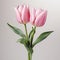 Ultra Realistic Pink Tulips On Gray Background