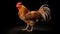 Ultra-realistic Rooster Standing On Black Background - 4k Rendering