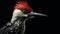 Ultra-realistic Woodpecker Portrait: Exquisite Precisionist Style Photography