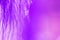 Ultra violet abstract background of a macro feather with drops of dew or water. A beautiful art image. Fashionable color.